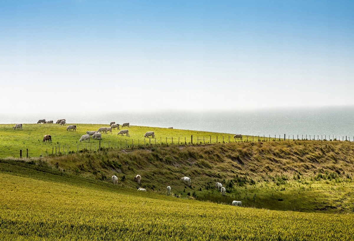 

Tapeta Flizelinowa Krowy na pastwisku - 104x70