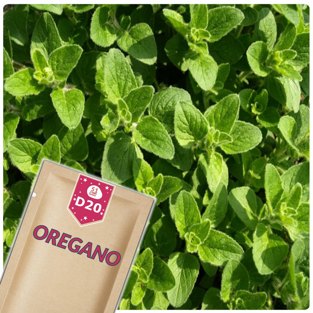 OREGANO LEBIODKA ROŚLINA WIELOLETNIA ZIOŁA NASIONA ZIÓŁ 0,5G 51Seed D20
