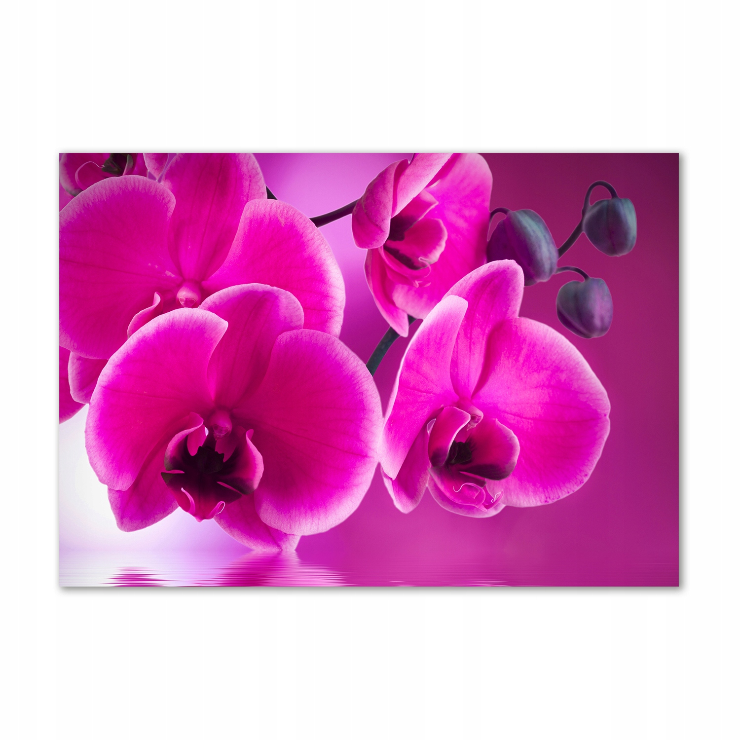 

Obraz zdjęcie na ścianę akryl Orchidea 100x70 cm