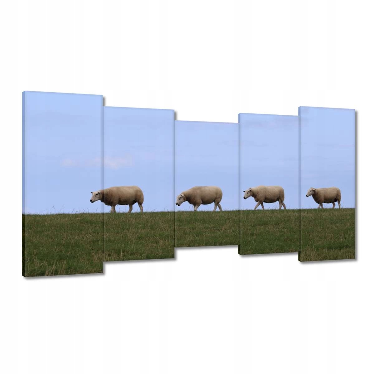 Obrazy 150x80 Vypasování ovcí Ovečky Ovce