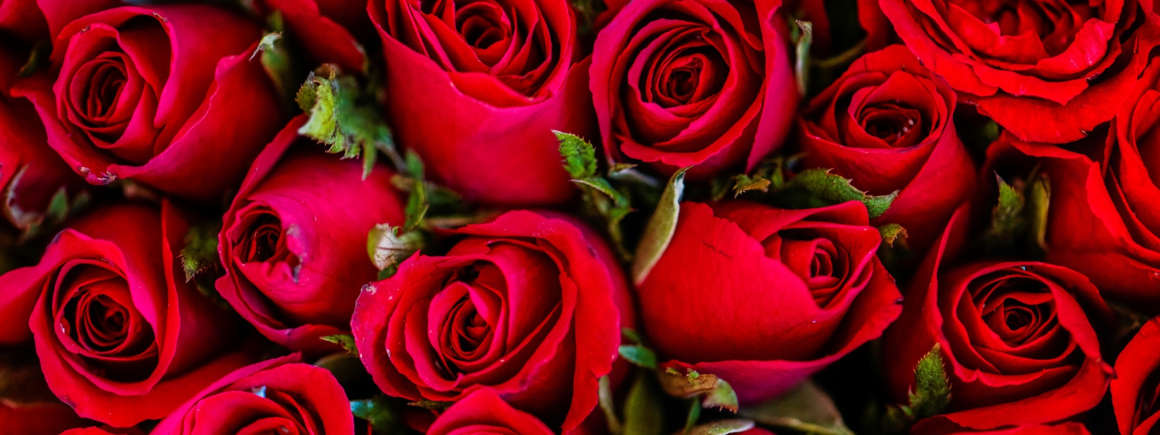 

Fototapeta Do Kuchni Zmywalna Czerwone Róże 350x60