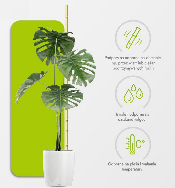 Tyczka bambusowa 120 cm 12/14 mm /100 szt/ podpora Kod producenta 65