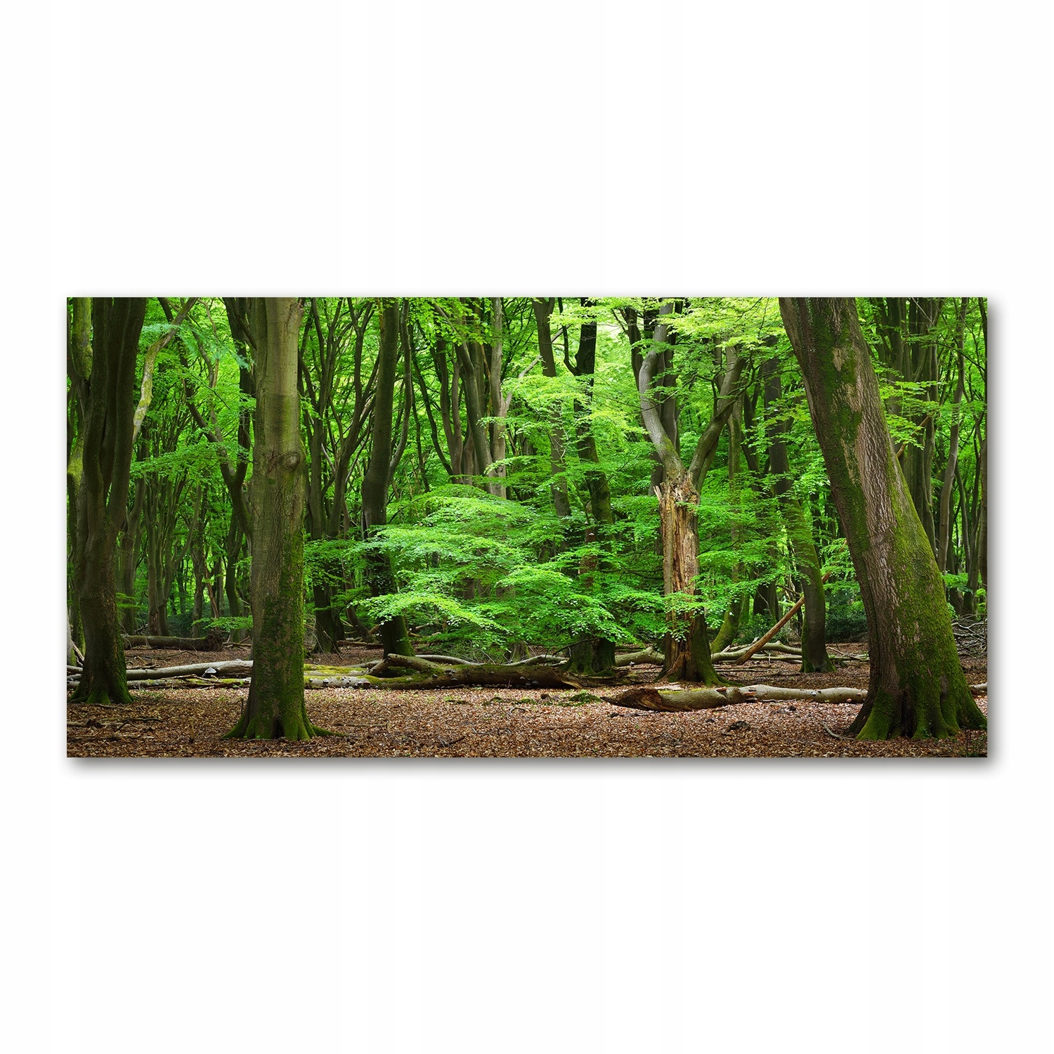 

Foto obraz akryl zdjęcie Holenderski las 120X60 cm
