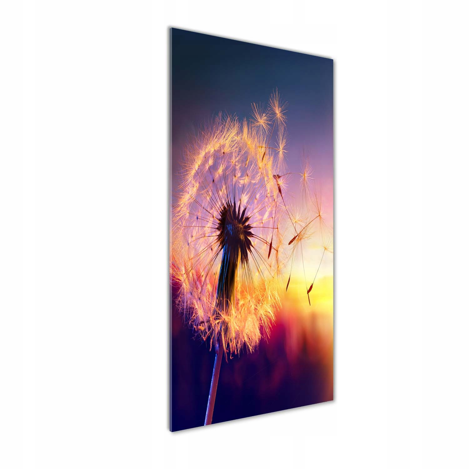 

Foto obraz szkło hartowane Dmuchawiec 50x125 cm