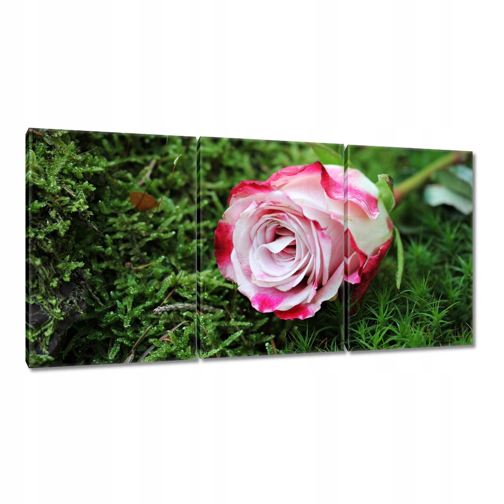 

Obrazy 120x60 Róża Kwiat Kwiaty Róże