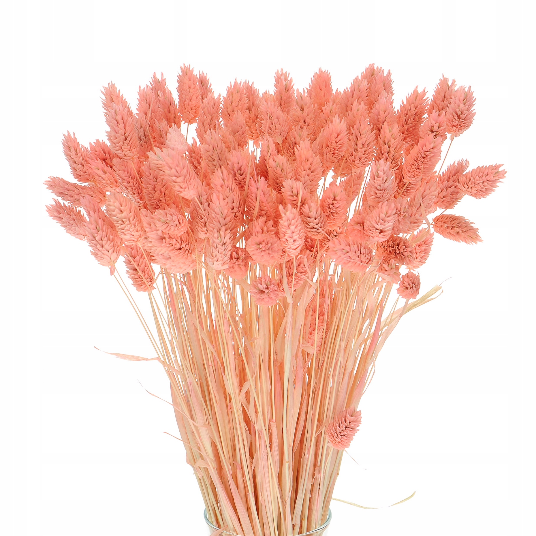 

Suszony phalaris łososiowy, mozga, kanar ~80 szt.