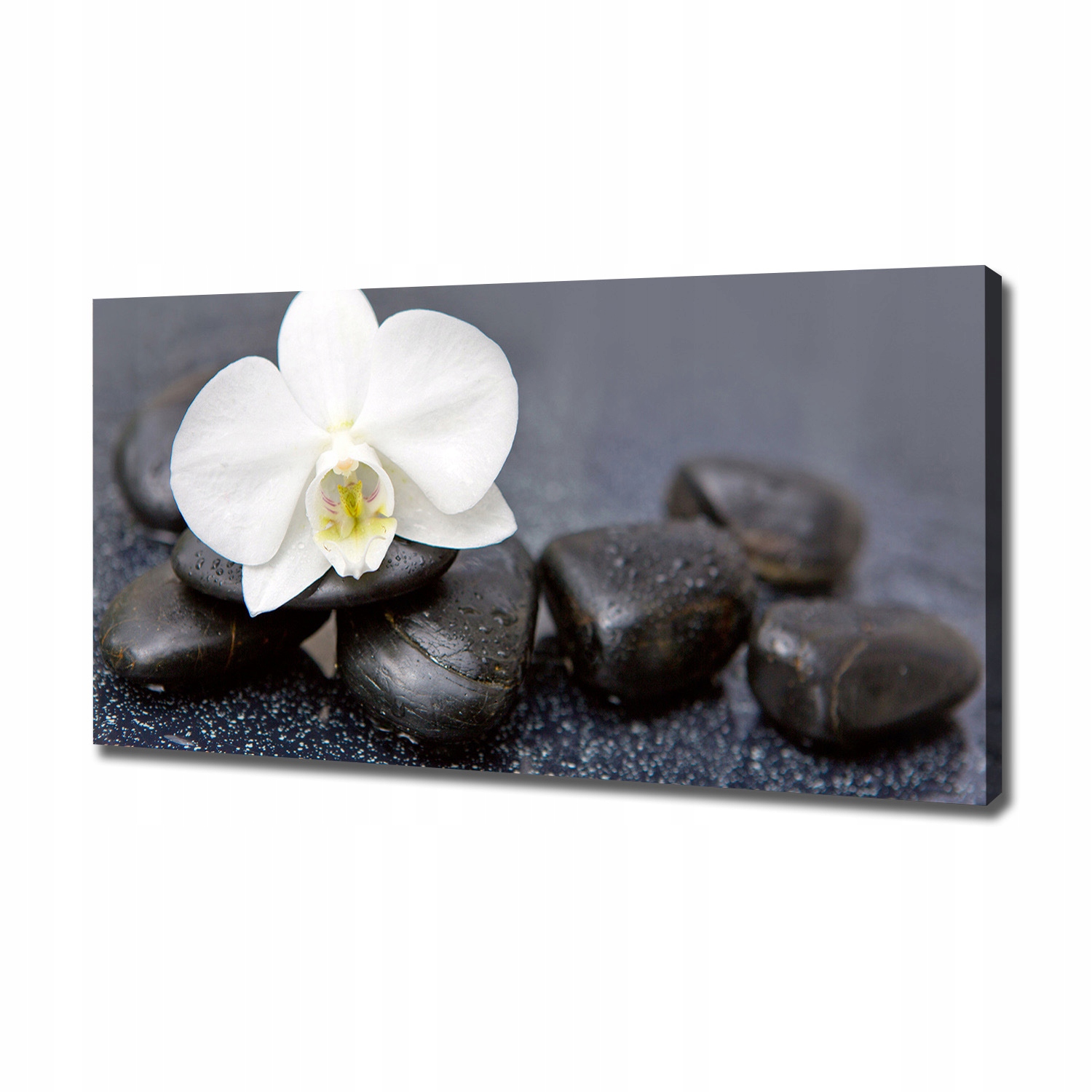 Fotoobraz canvas na zeď Orchidej 120 x 60 cm