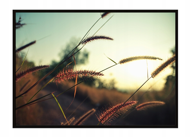 

Obraz Plakat W Ramie 53x73 cm Łąka P1637