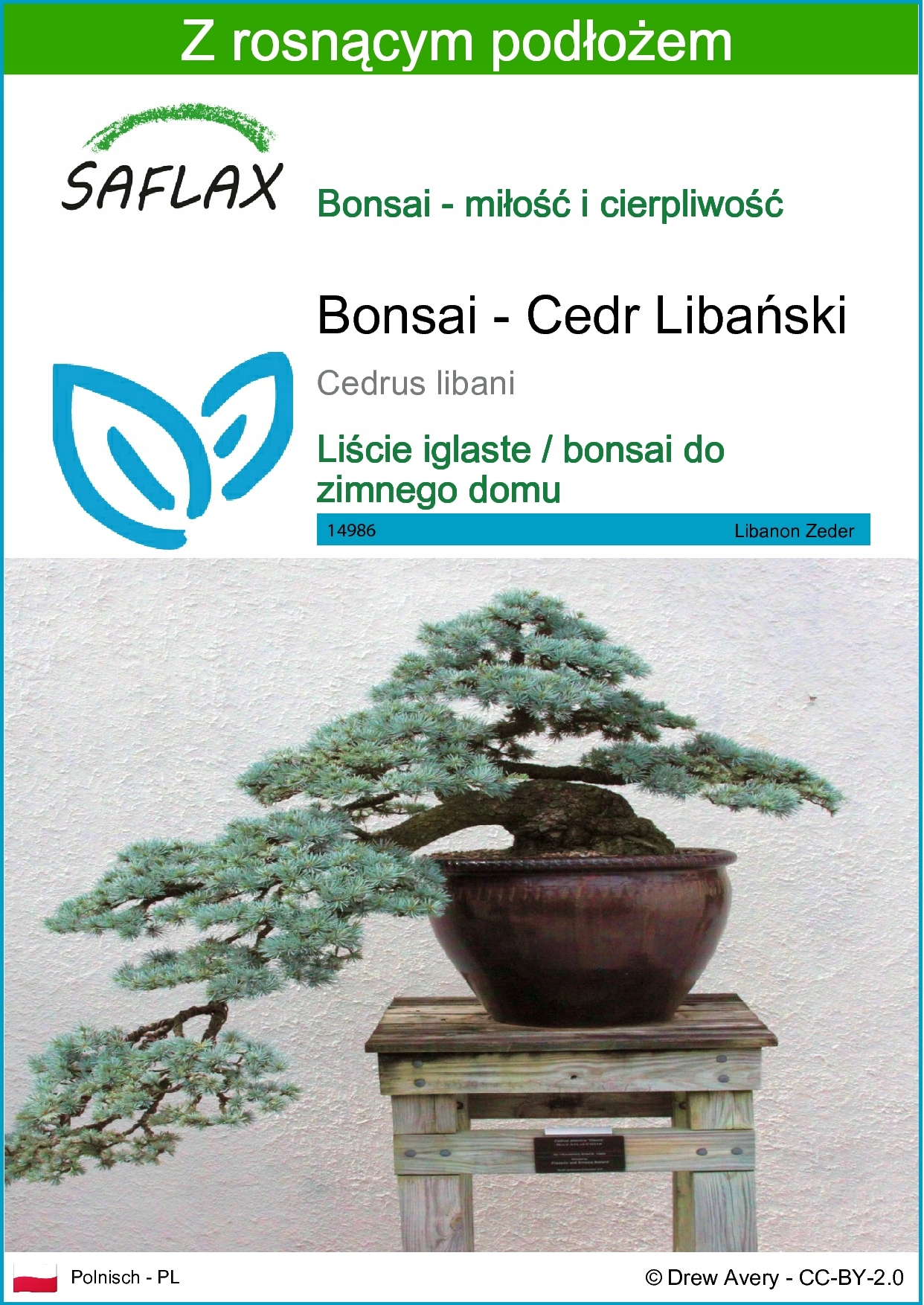 SAFLAX - Cedr libański - 20 Nasiona - Z podłożem - Cedrus