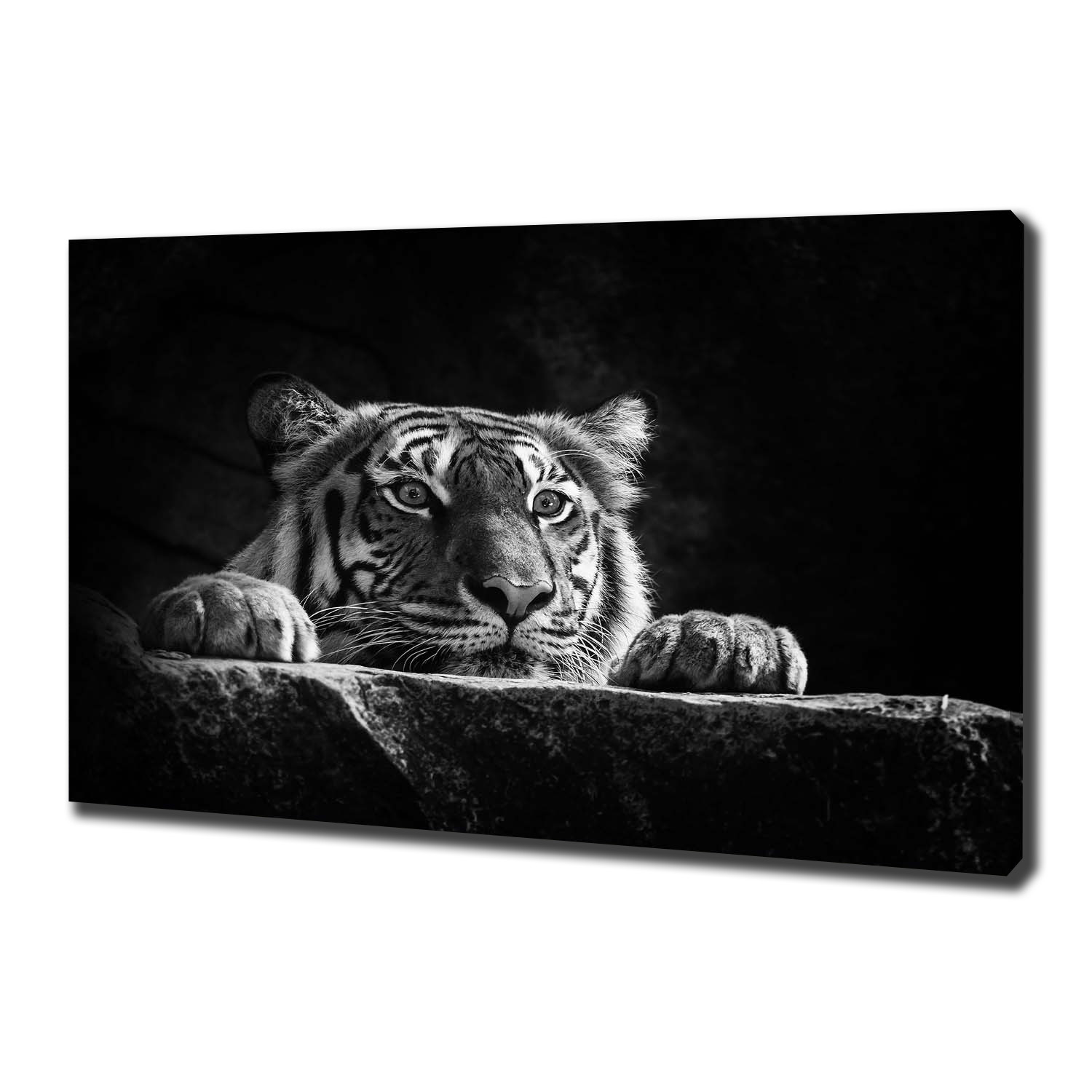 

Duży foto obraz na ścianę canvas Tygrys 100x70 cm