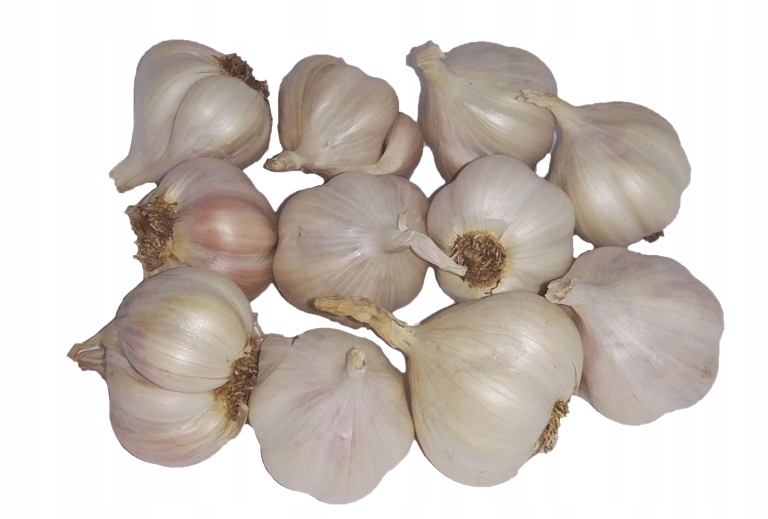 CZOSNEK JARY WIOSENNY JARUS DO SADZENIA 0,5KG