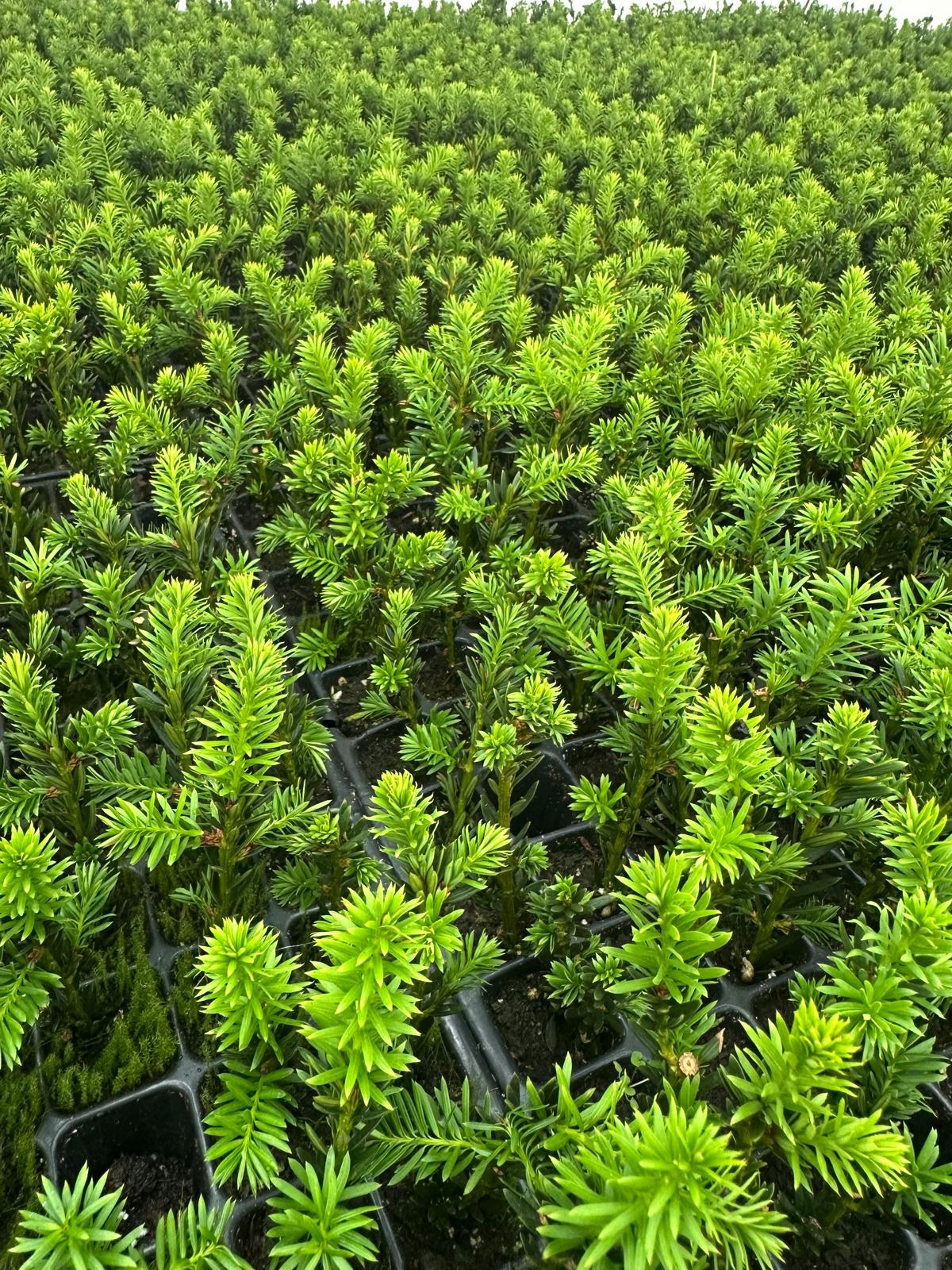 Cis pośredni sadzonka z multiplata 'Hicksii'