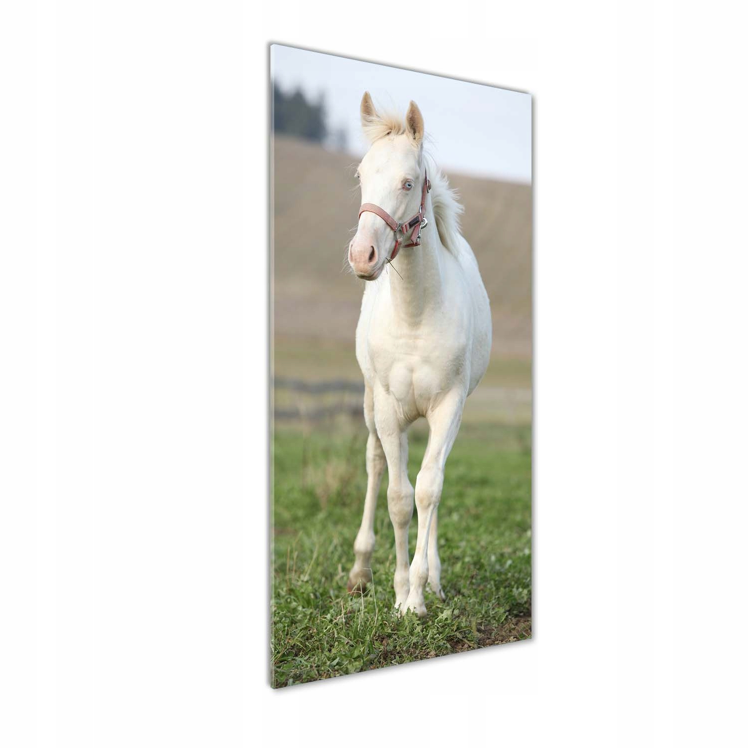 

Nowoczesny fotoobraz akrylowy Koń albinos 50x125cm