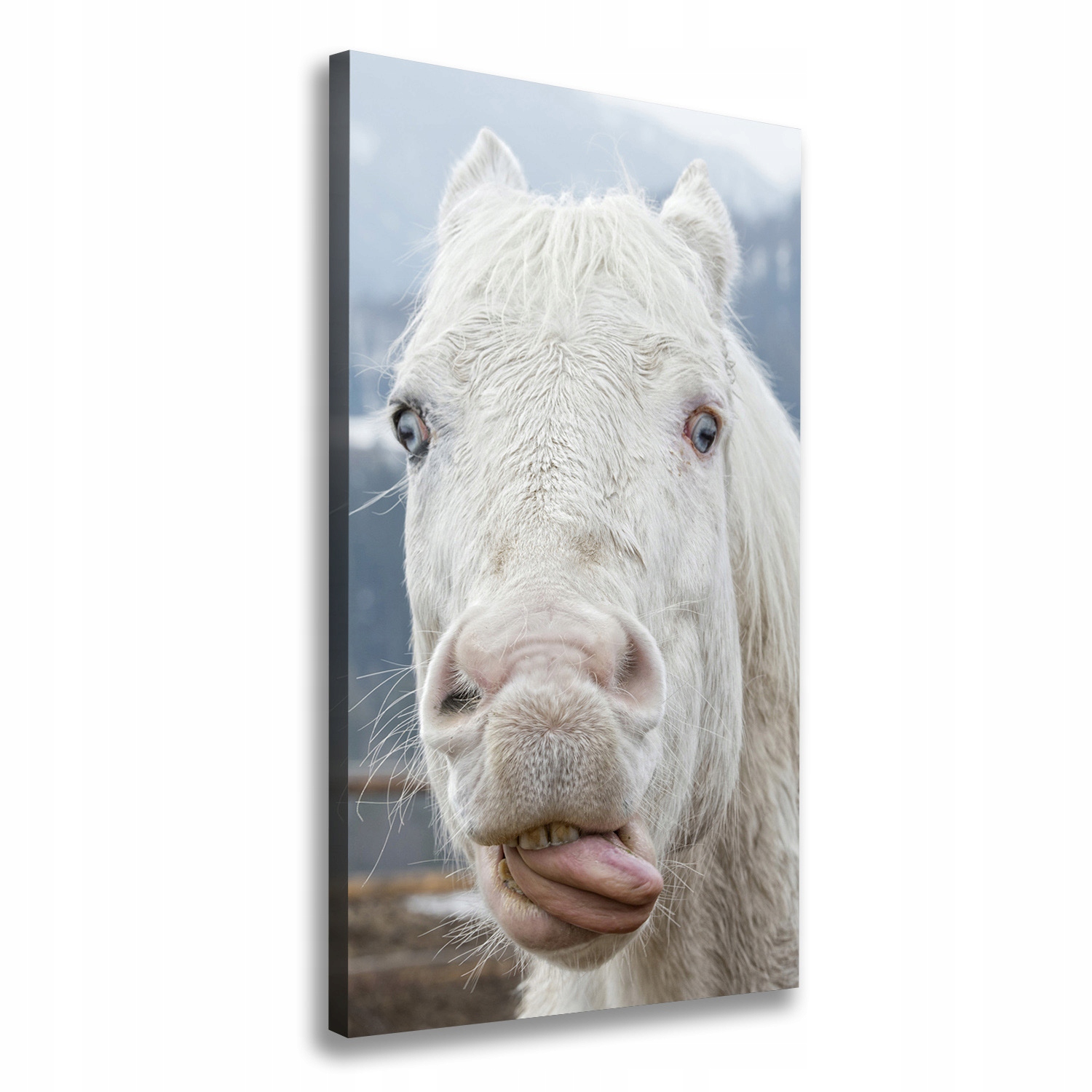 

Foto obraz na płótnie Szalony biały koń 50x100 cm