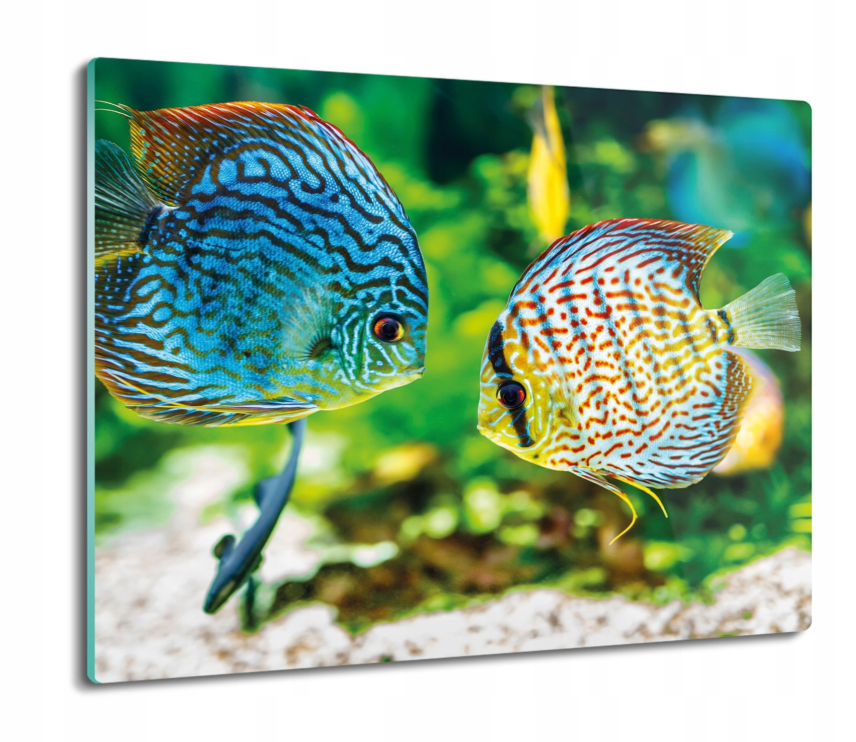 

Ryby akwarium 60x52 deska szklana do krojenia