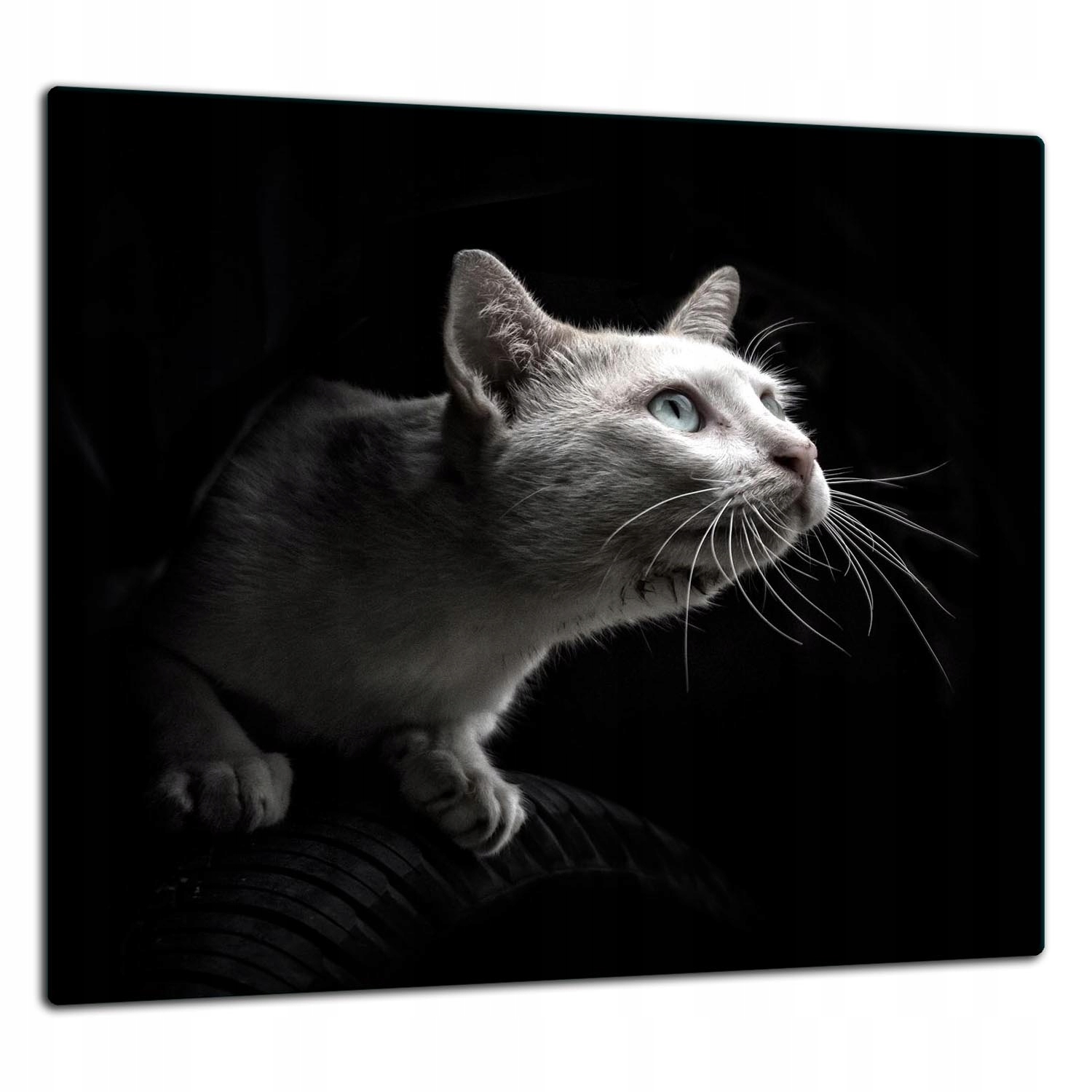 7v1 Skleněná Ochranná Deska Panel Lepidlo 65x60 Kočka