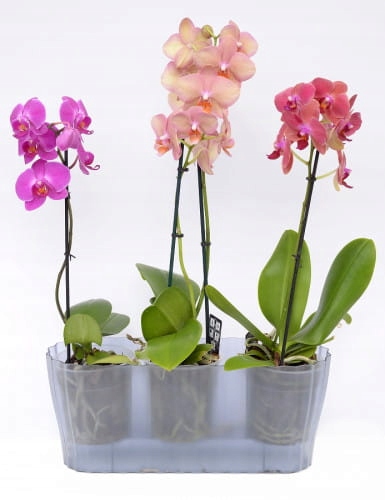 Doniczka do Storczyków 38x16x13 Transparentny/Szar EAN (GTIN) 8590415003700