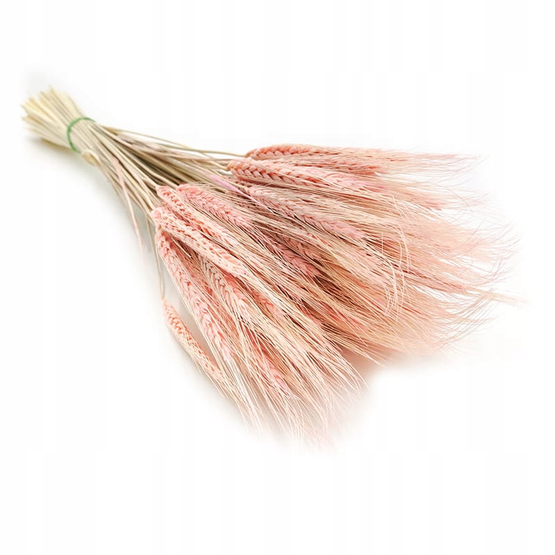 PSZENŻYTO EXTRA RÓŻOWE zboże suszone kłosy ~90 boho