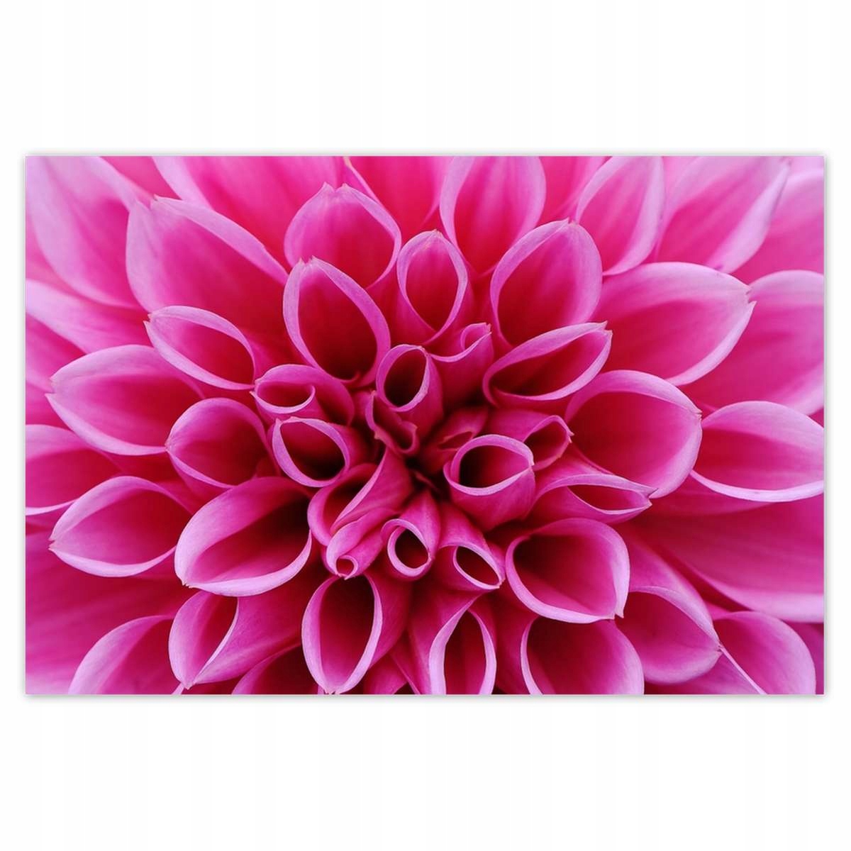 Plakáty 200x135 Lilia
