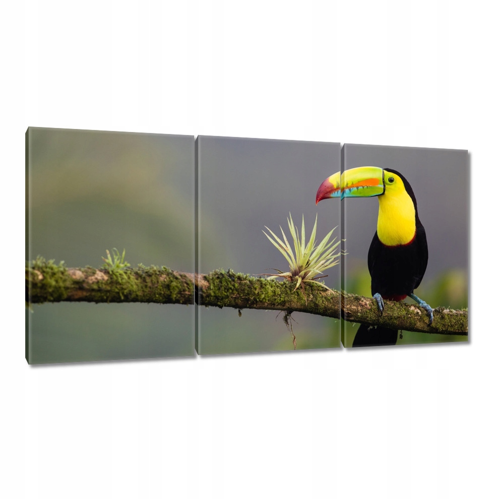 

Obrazy 120x60 Ptaki Ptaszki Ptactwo