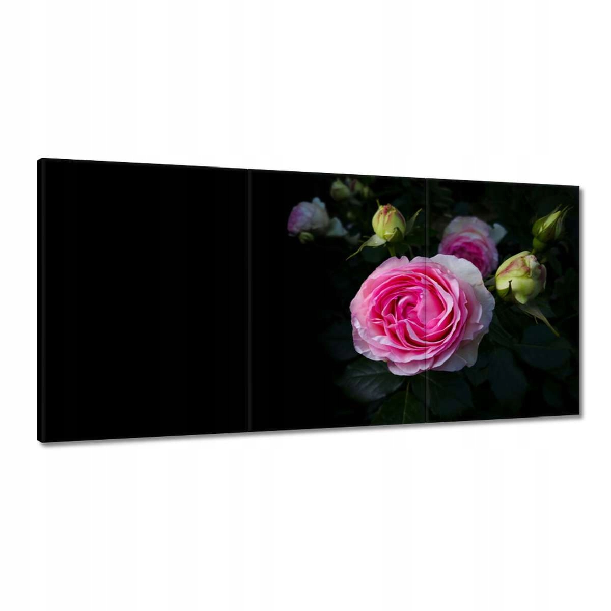 Obrazy 180x90 Krík ružových ruží