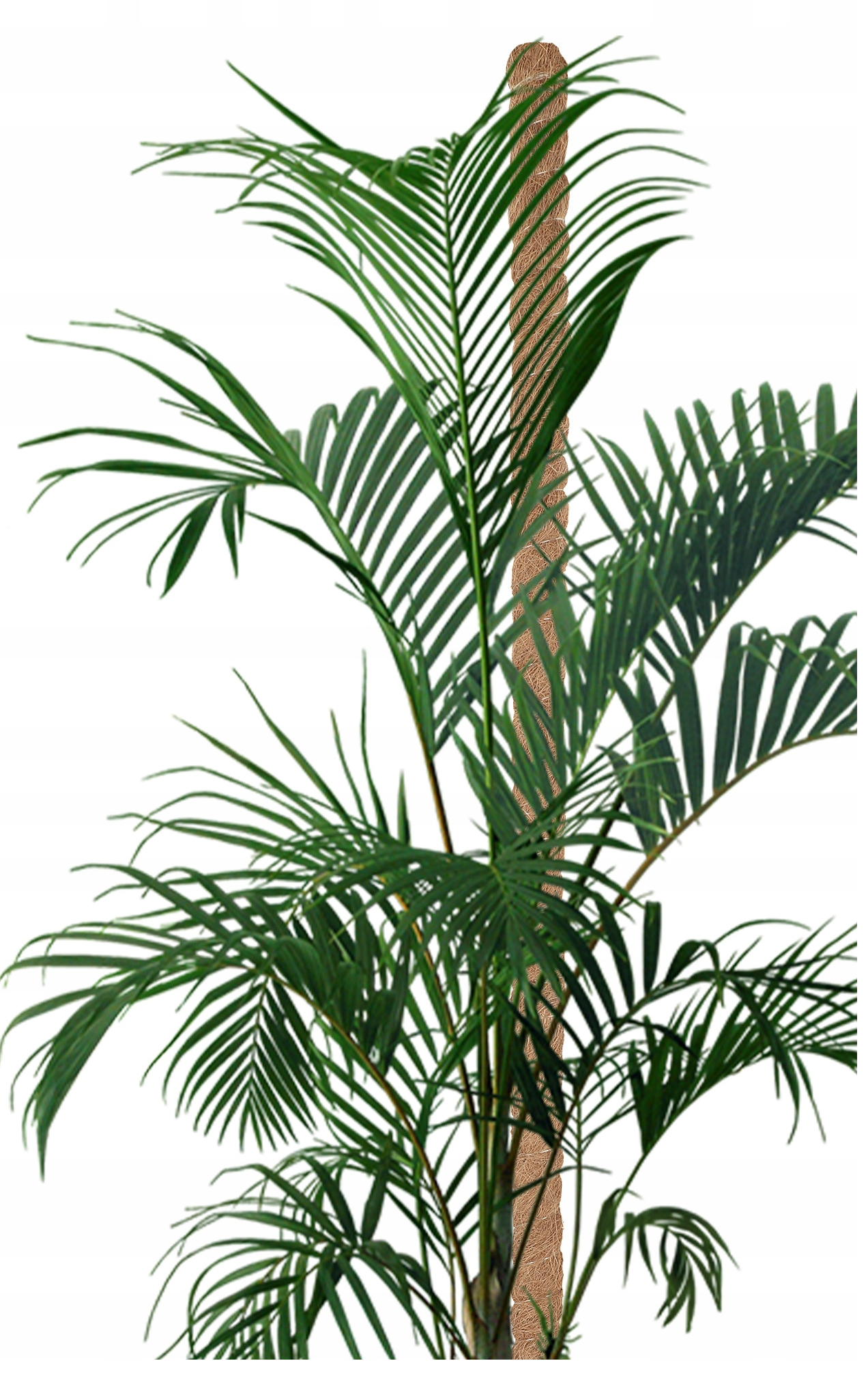 PALIK KOKOSOWY 80cm PODPORA DO ROŚLIN KWIATÓW MONSTERY GRUBA śr. 32mm Producent inna