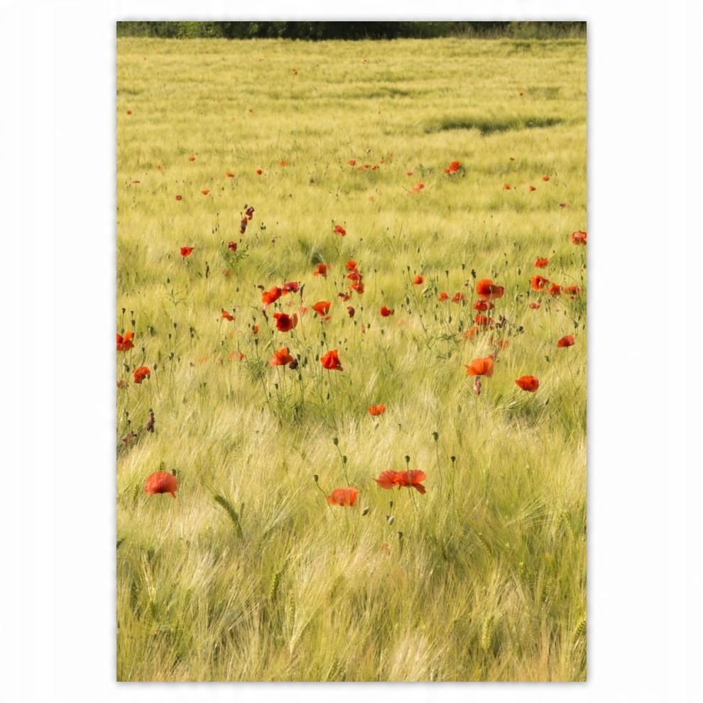 

Naklejki 50x70 Maki na polu