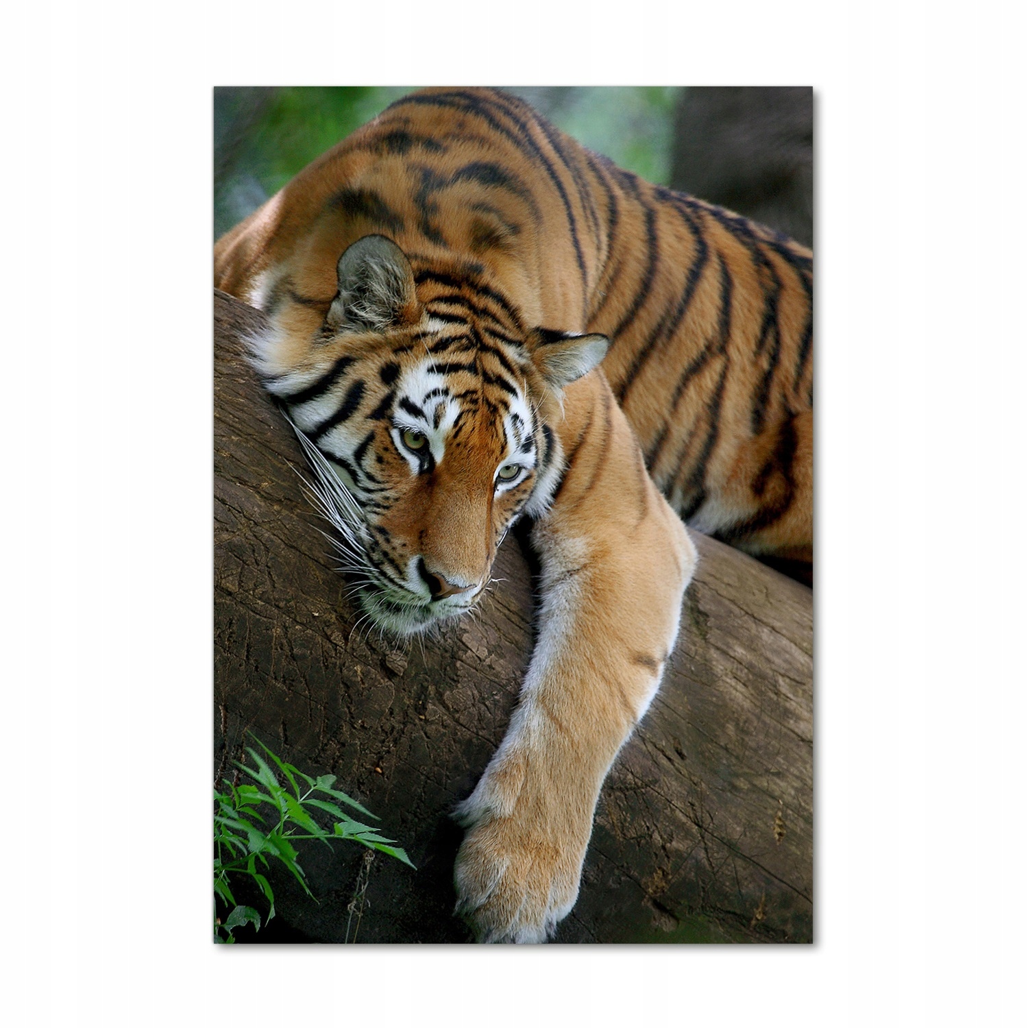 

Foto obraz na szkle Tygrys na drzewie 70x100 cm