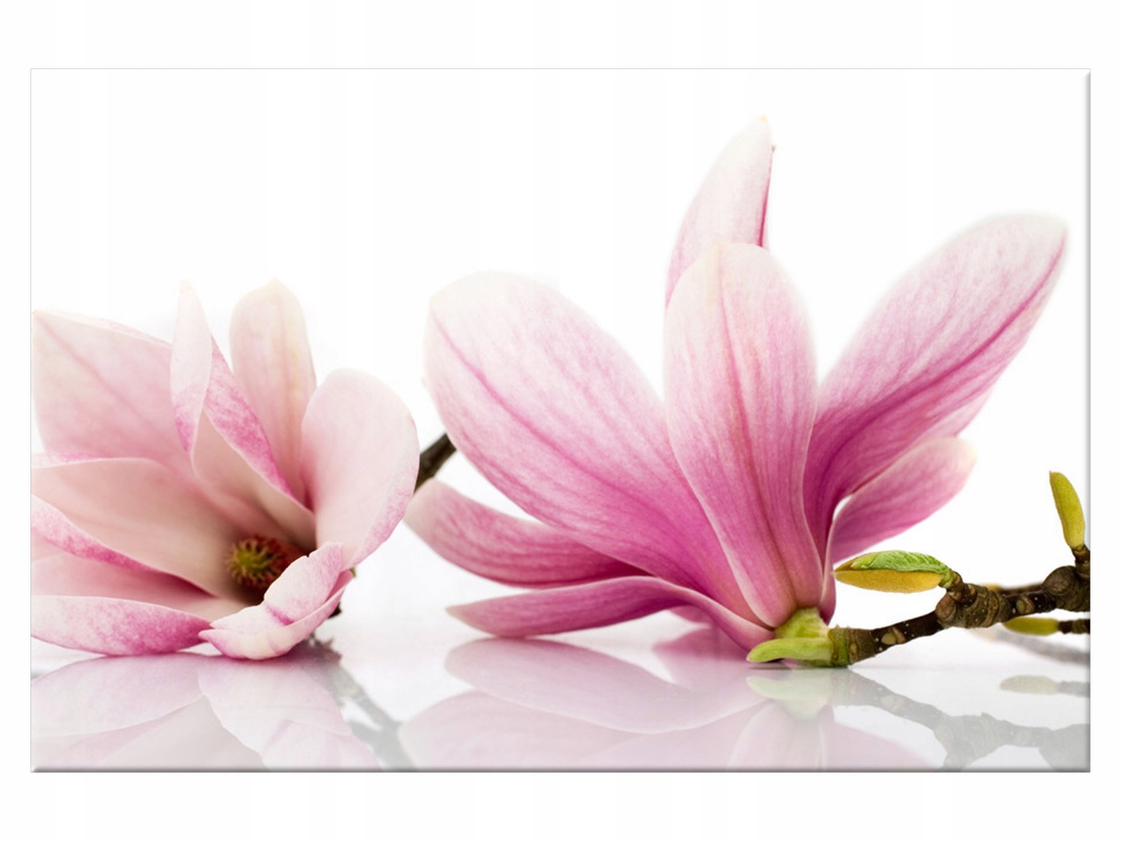 

Obraz Różowe magnolie 60x40 Kwiaty 1179A_1E salon