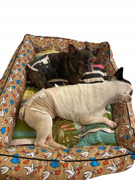 Levně Pleny pro psa pásy 2ks XL 60-76cmP00022