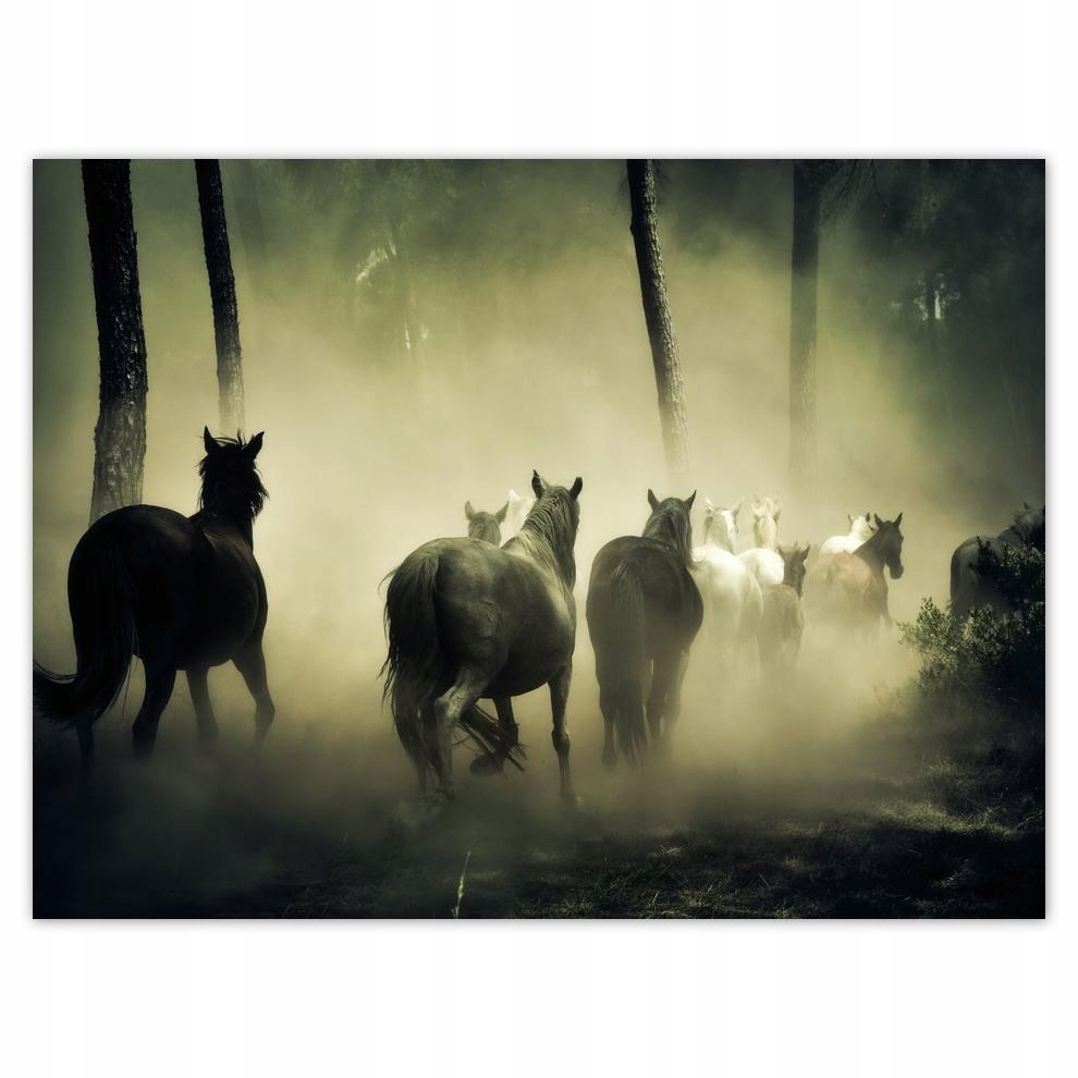 

Plakat 40x30 Dzikie Konie Koniki Galop