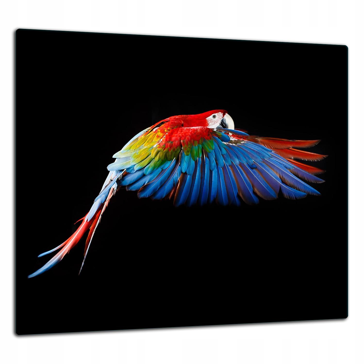Skleněná Ochranná Deska Panel Lepidlo 65x60 Papoušek Tvrzené sklo 7v1