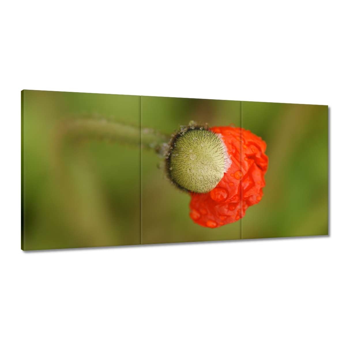 Obrazy 180x90 Mak Maky Kvety