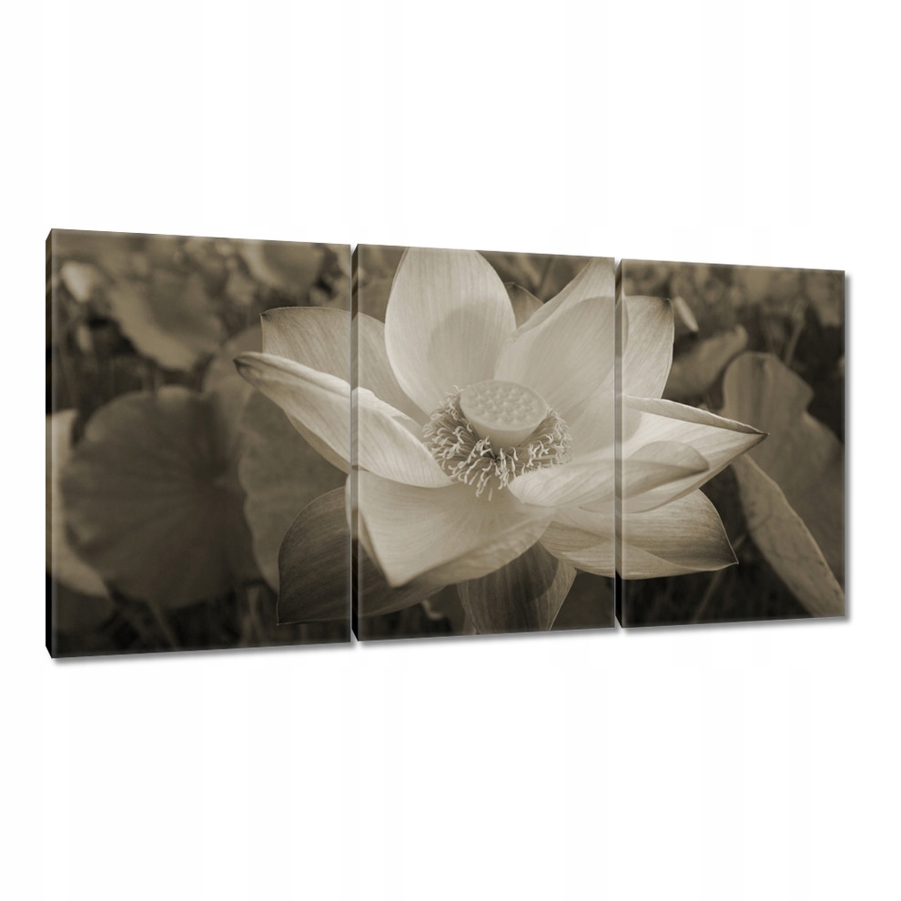 

Obrazy 120x60 Lotos Kwiat lotosu