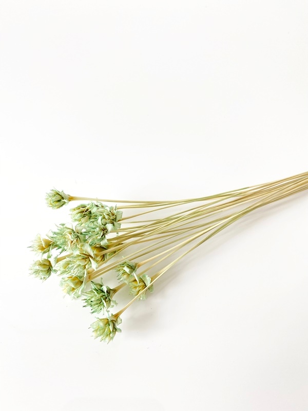 Hill flower oliwkowy kwiaty suszone