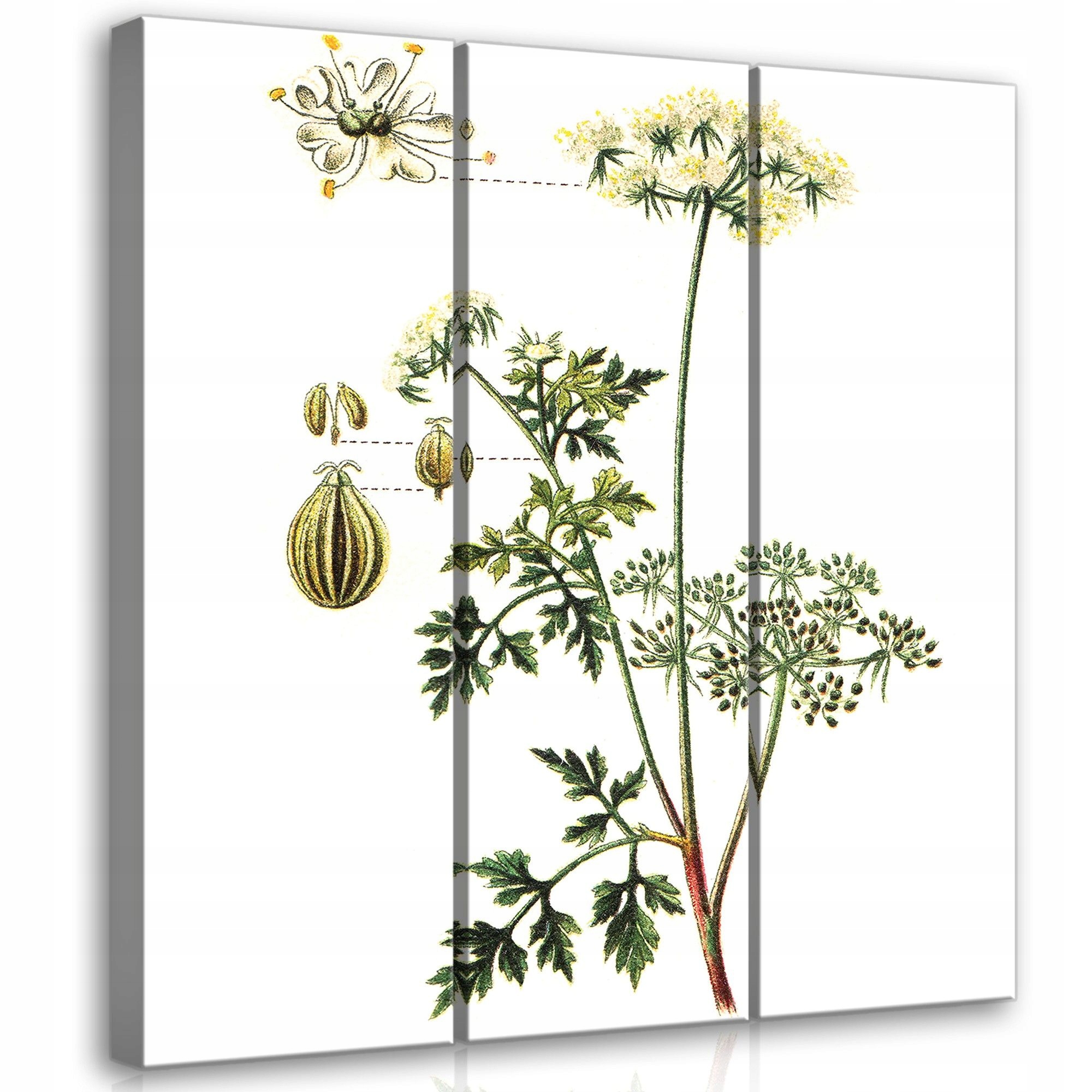 Obraz 90x100 Botanická ilustrace rostlina minimalismus příroda zeleň bílá