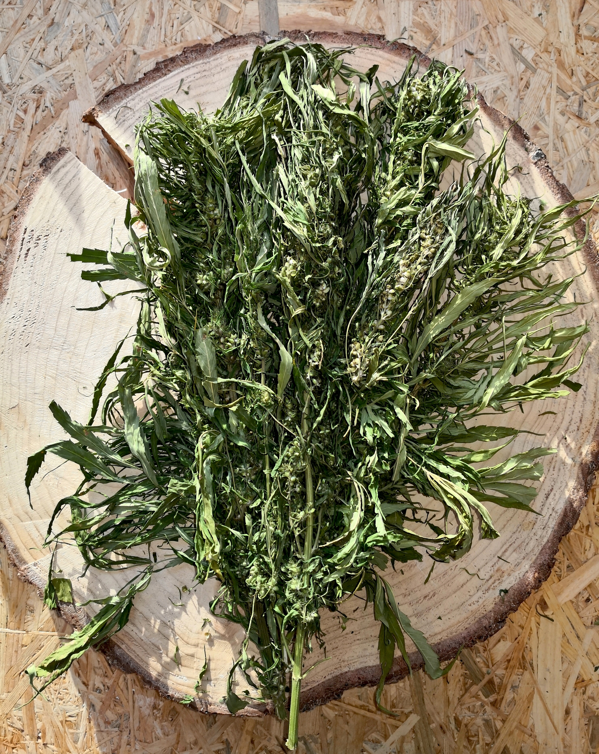 

Konopia Konopie siewne susz 500g Kwiat liść łodyga