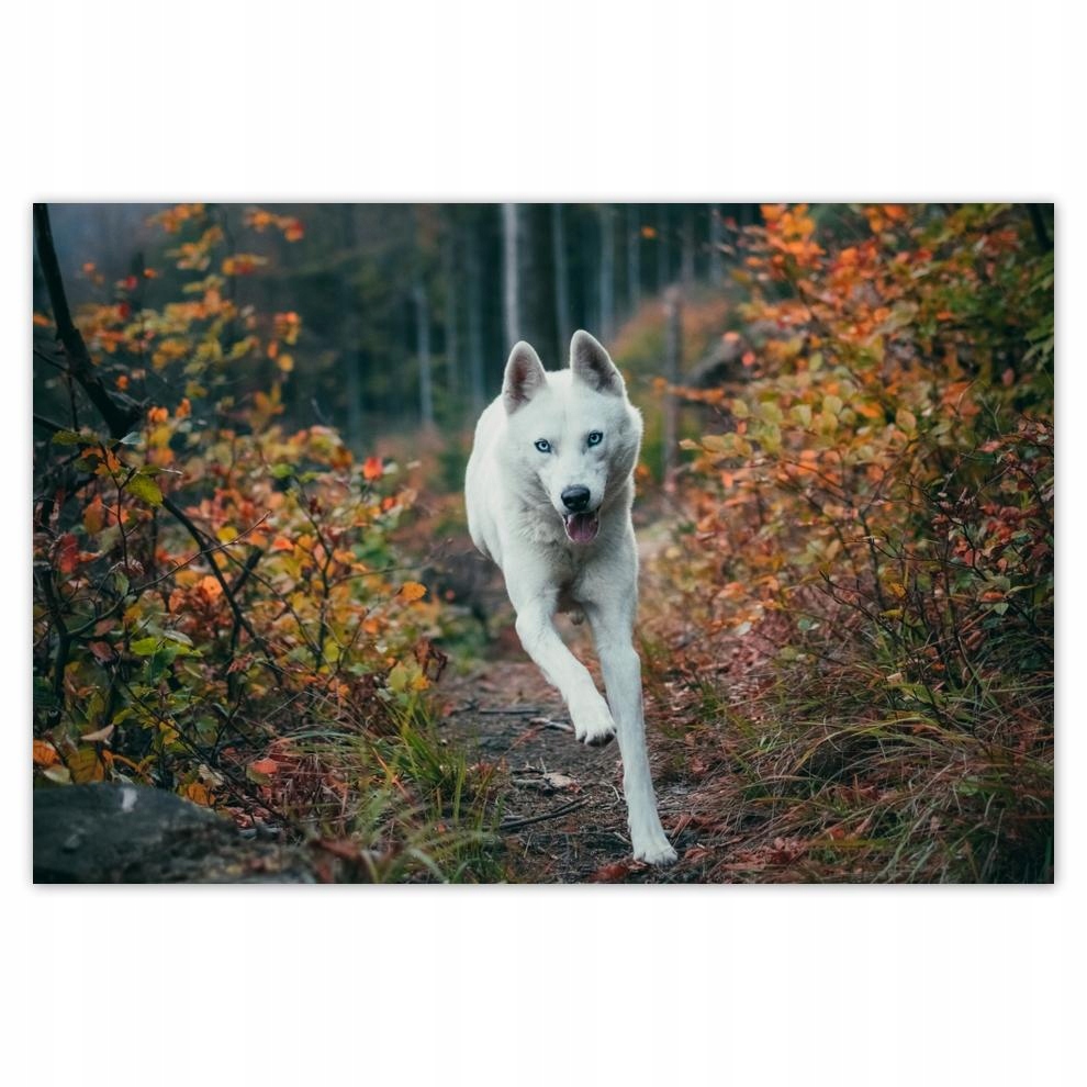 

Plakat 93x62 Pies Piesek Psiaki