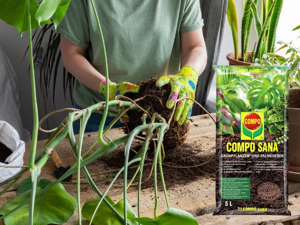 ZIEMIA DO DONICZKOWYCH ROŚLIN ZIELONYCH: MONSTERY,FIKUSA,PAPROCI COMPO SANA Pojemność 5 l