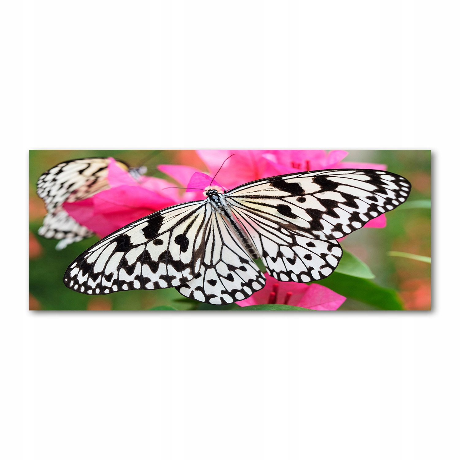 

Foto obraz szkło akryl Motyl na kwiatku 125x50 cm