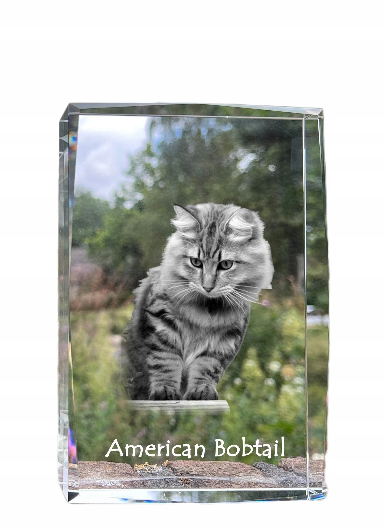 Americká mačka Bobtail foto v kryštáli, pamiatka na trofej, poďakovanie