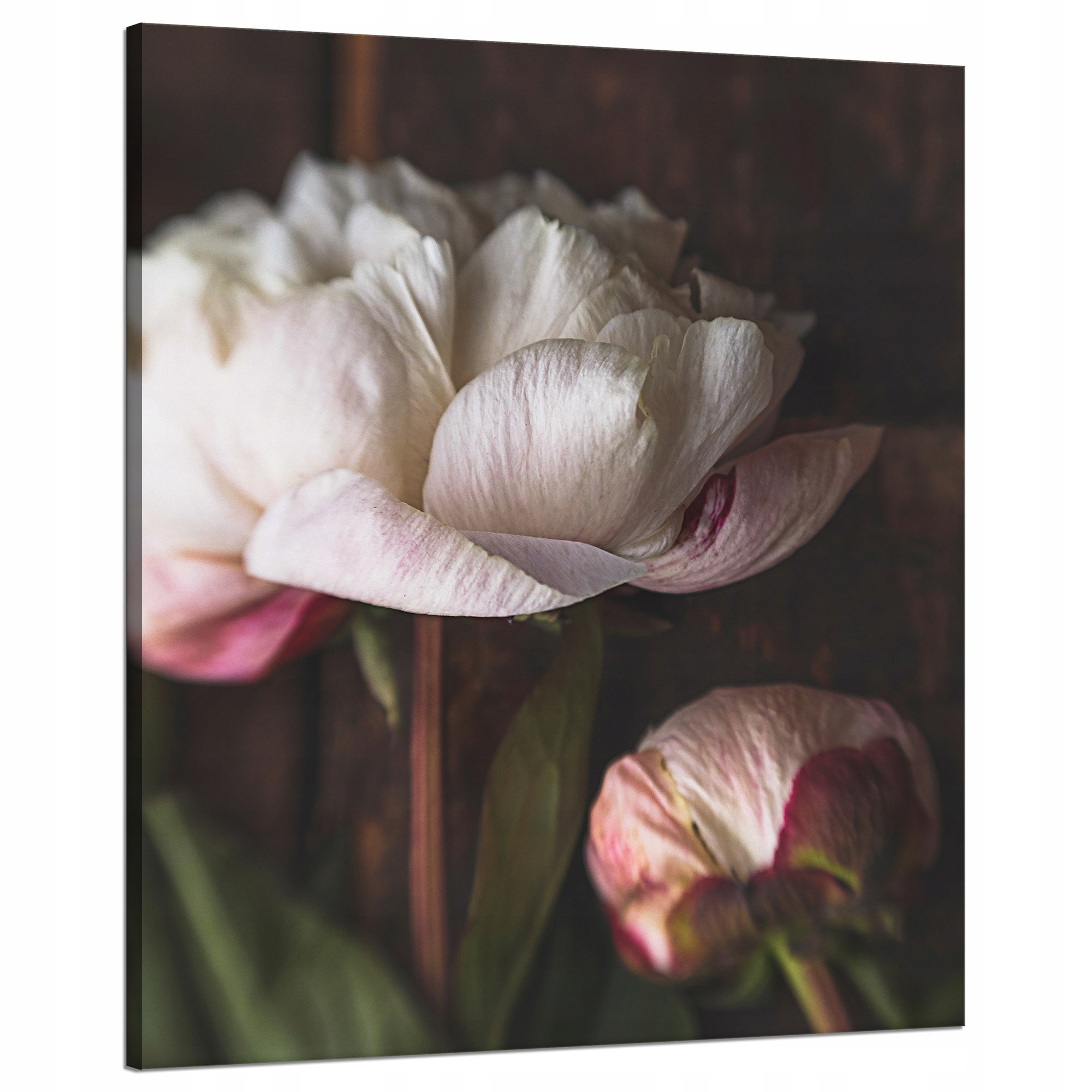 Obraz na plátně Bílý Květ Pivoňky Bílá a Růže Příroda Vintage Retro 80x100