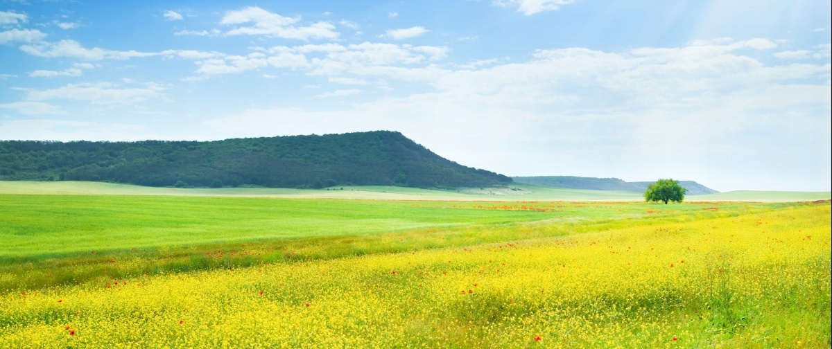 

Fototapeta Flizelinowa Wiosenna łąka 250x104