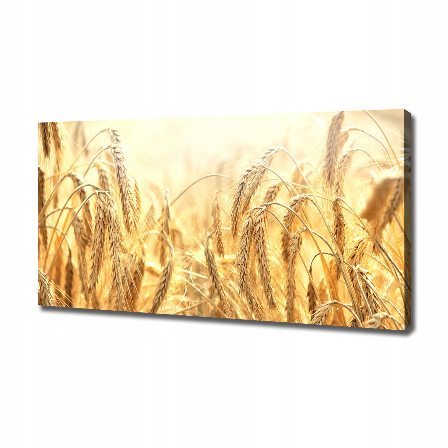 

Foto obraz ze zdjęcia do salonu Zboże 120x60 cm