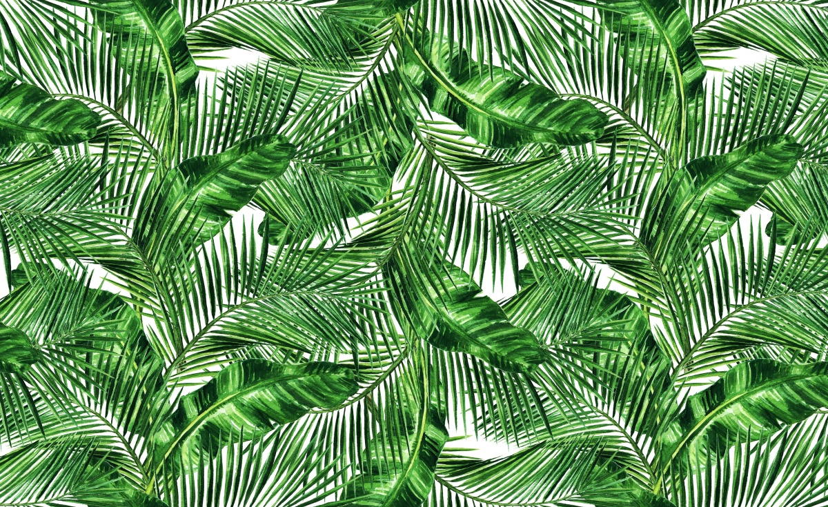 

Fototapeta Flizelinowa Tropikalne liście 416x254