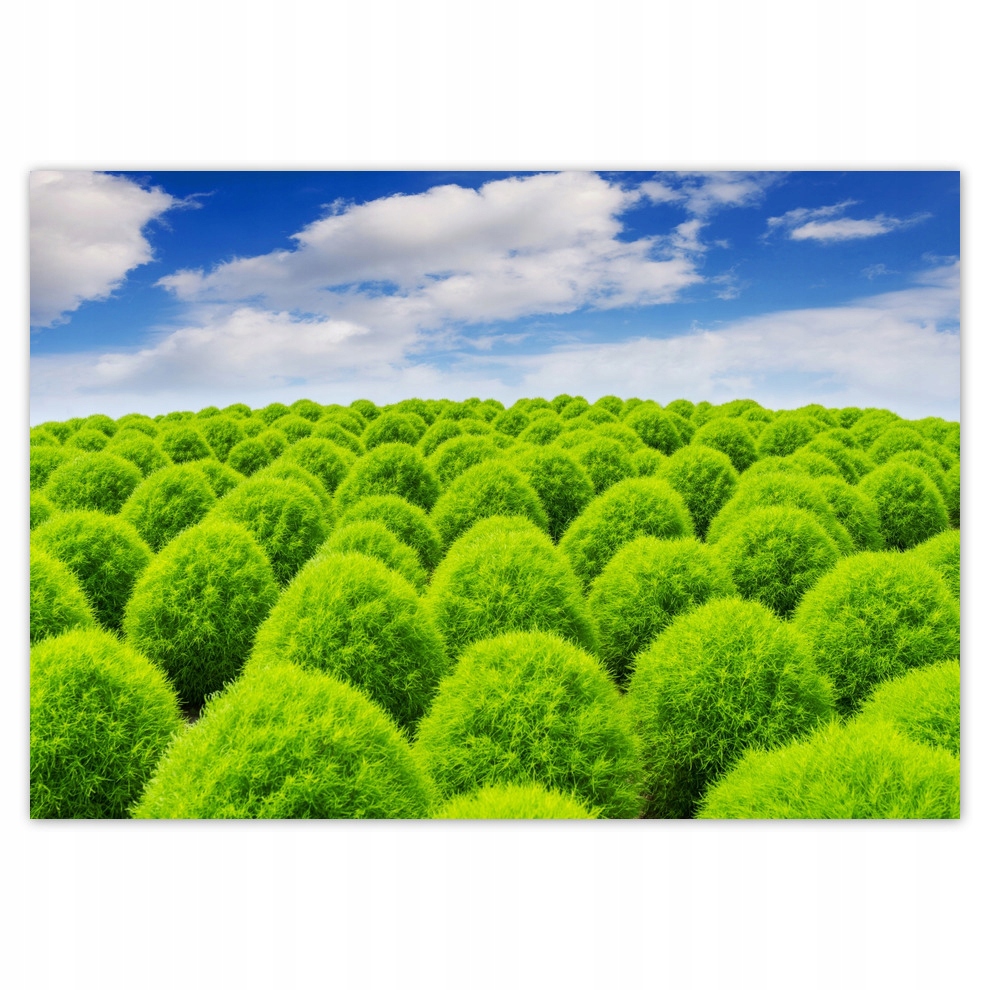 

Fototapety flizelina 416x290 Zielone spojrzenie