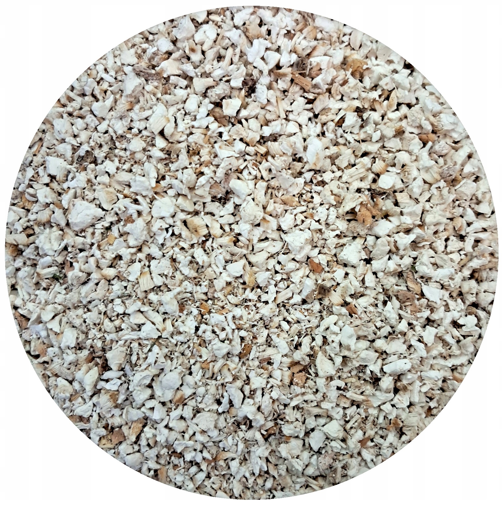 Březový běloporek Piptoporus betulinus 1 kg