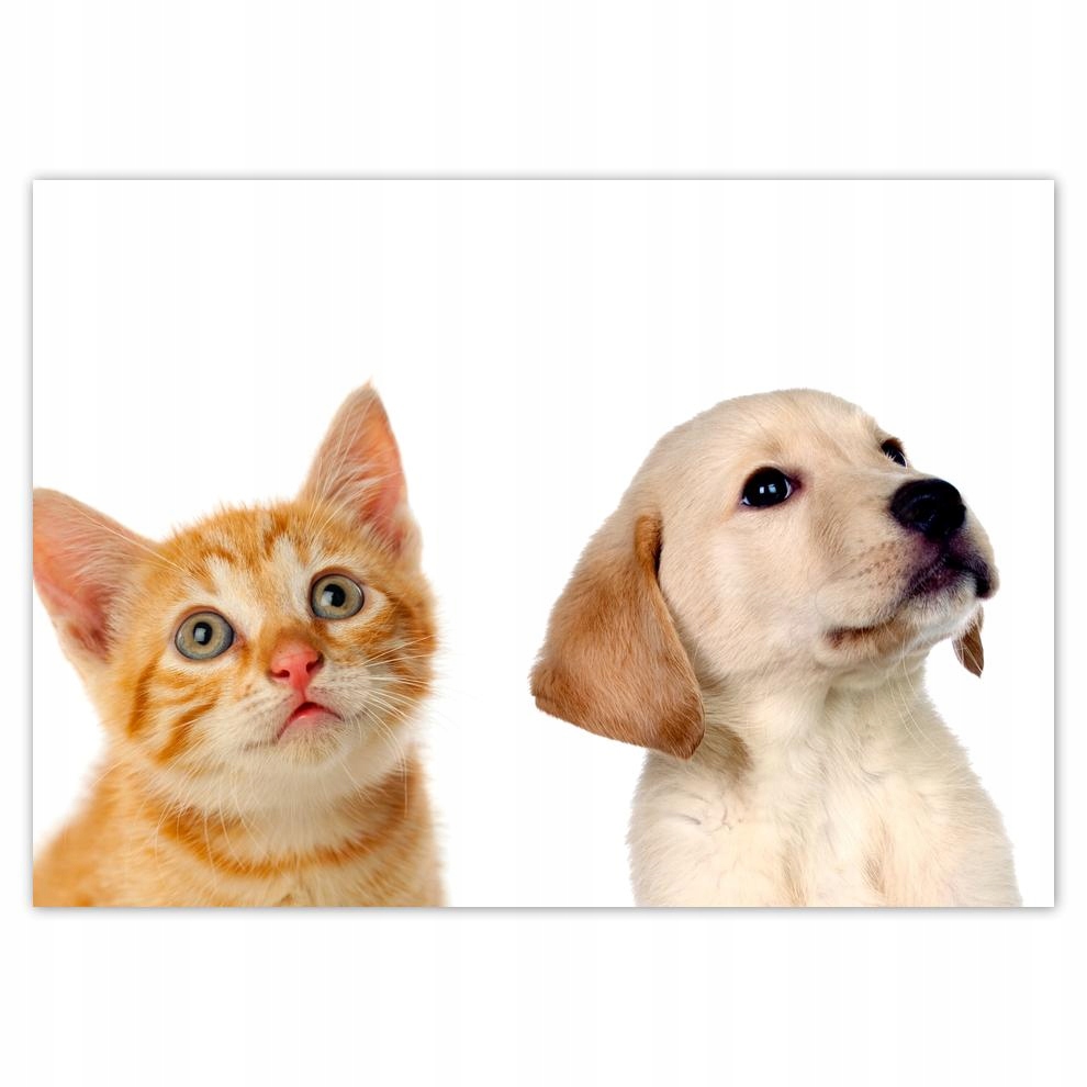 

Plakaty 70x50 Kot Kotki Koty Kicia