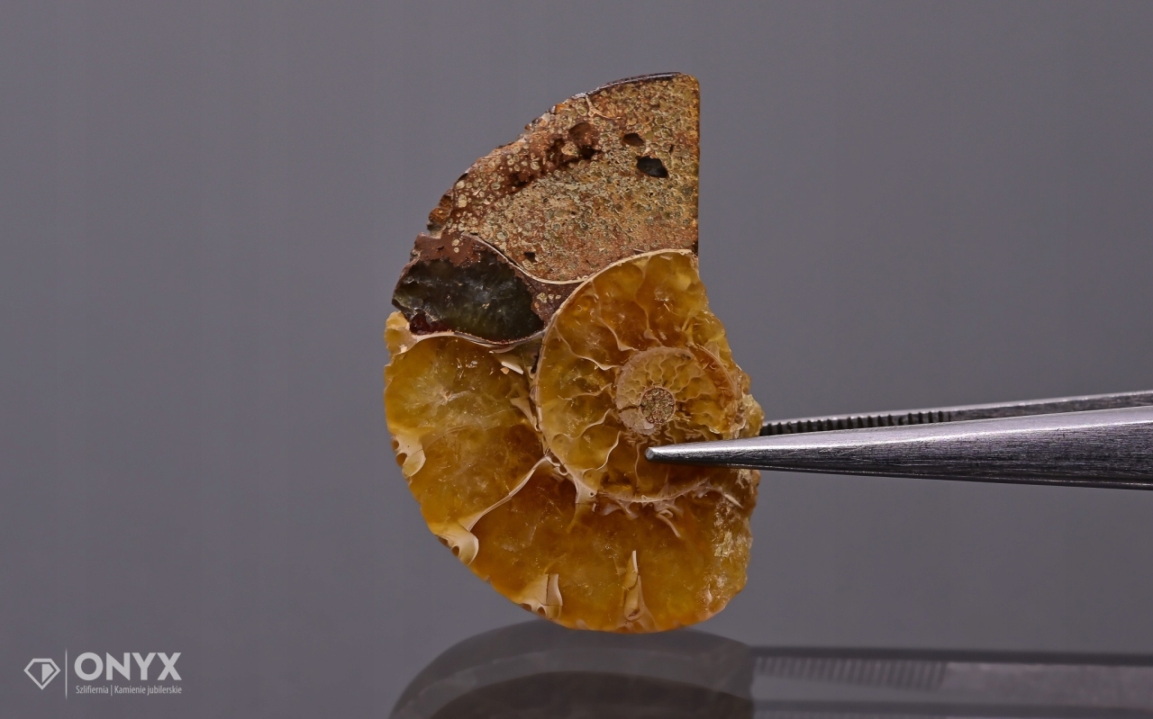 Amonit z Madagaskaru nepravidelný 28x19 mm