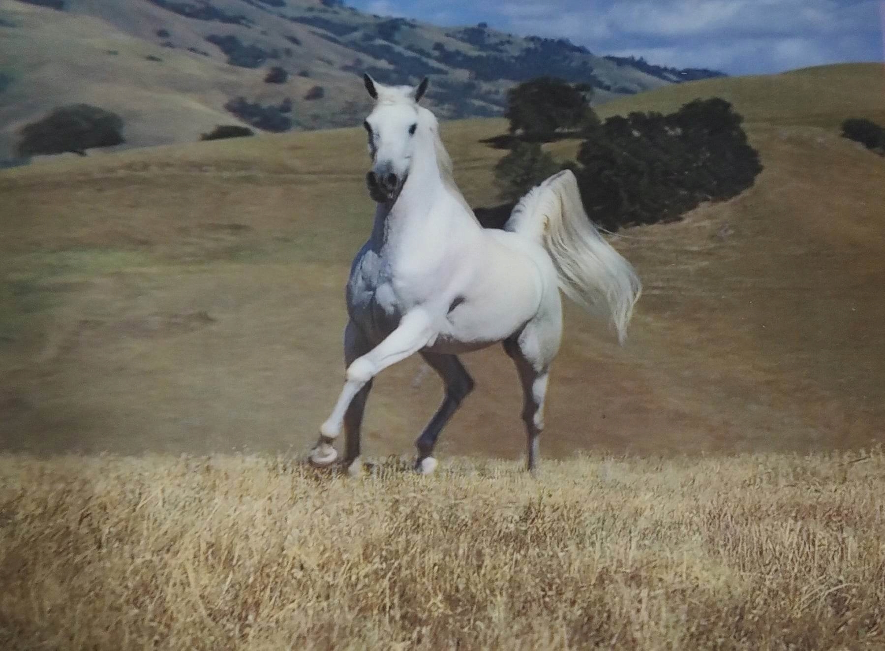 

Obrazek Obraz 3D 3 D Koń Biały Konie 30 40